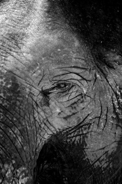 a close up of an elephants face and trunk