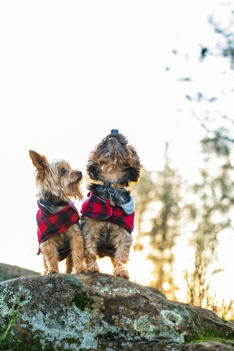 brown and black yorkshire terrier on gray rock during daytime 0qm