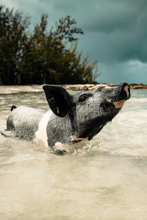 black and white short coated dog running on water during daytime