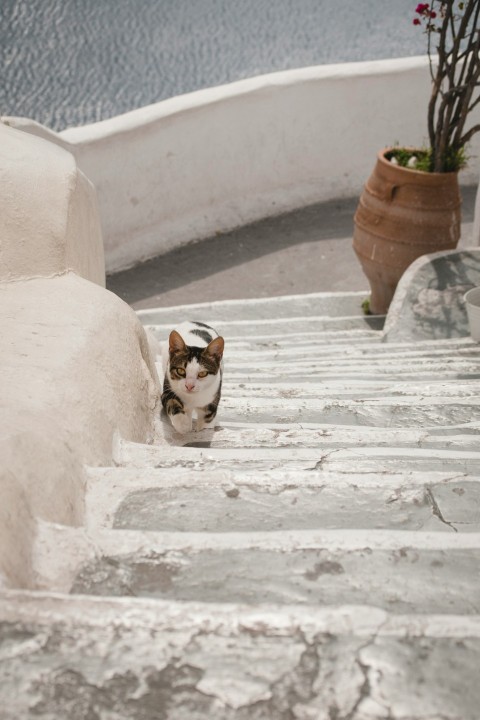 calico cat on stair near plant Qsjh0P