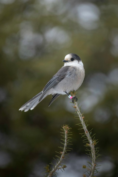 a small bird perched on top of a tree branch