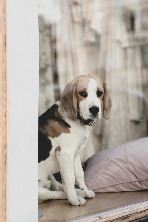 adult beagle dog on brown wooden surface mO_wNXV