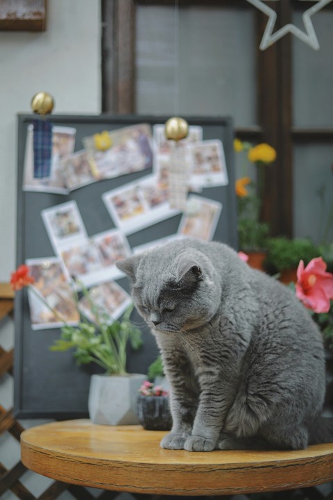 short hair gray cat on round brown wooden table