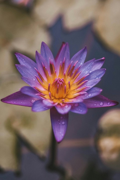 purple petaled flower on selective focus photography