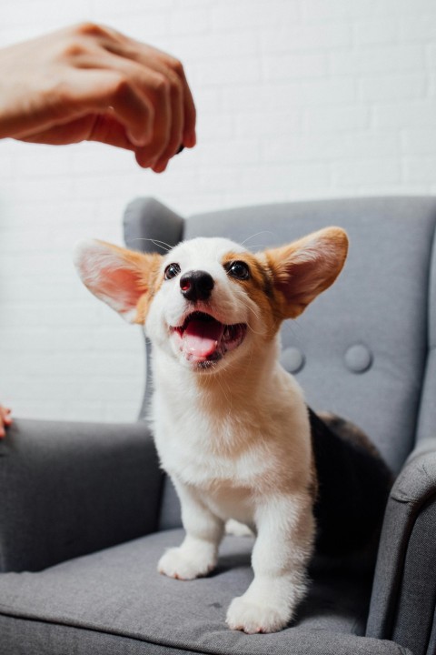 white and brown corgi puppy J5feaur