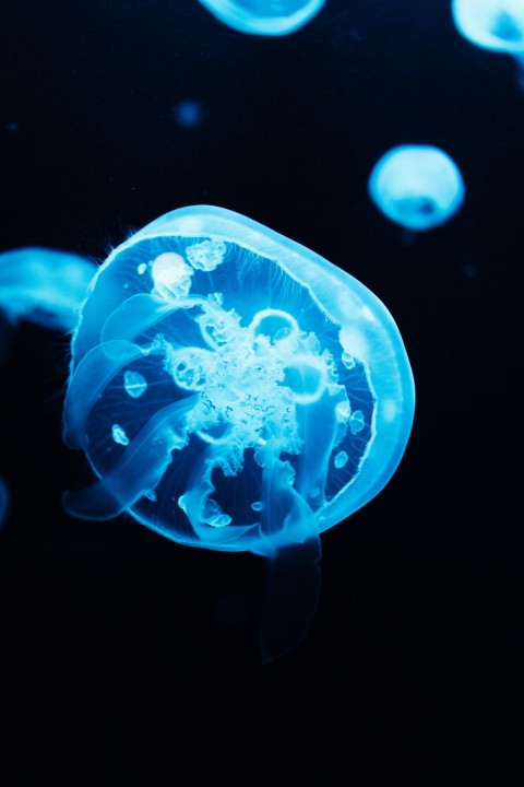 blue jellyfish in water in close up photography