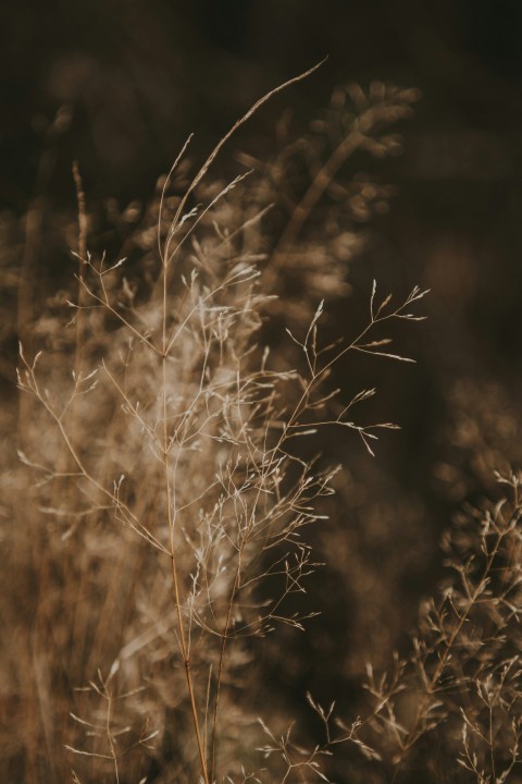 a close up of a plant in a field S