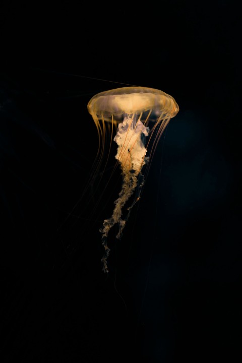 selective focus photograph of brown jellyfish fkCBrzqy