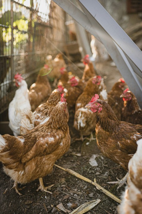 brown and white hen on brown soil