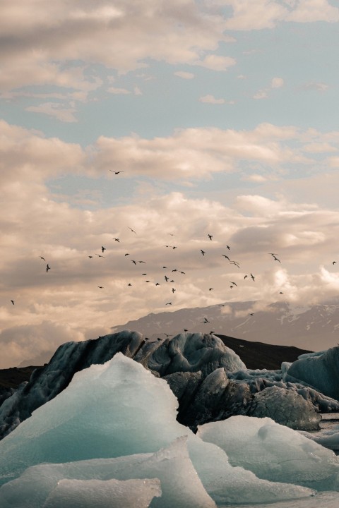 birds flying over snow covered mountain during daytime