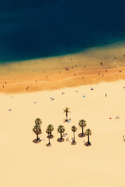 a beach with a lot of people and palm trees wWG