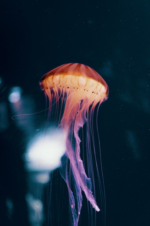 red and pink jelly fish wallpaper