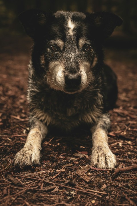 dog close up photographyh