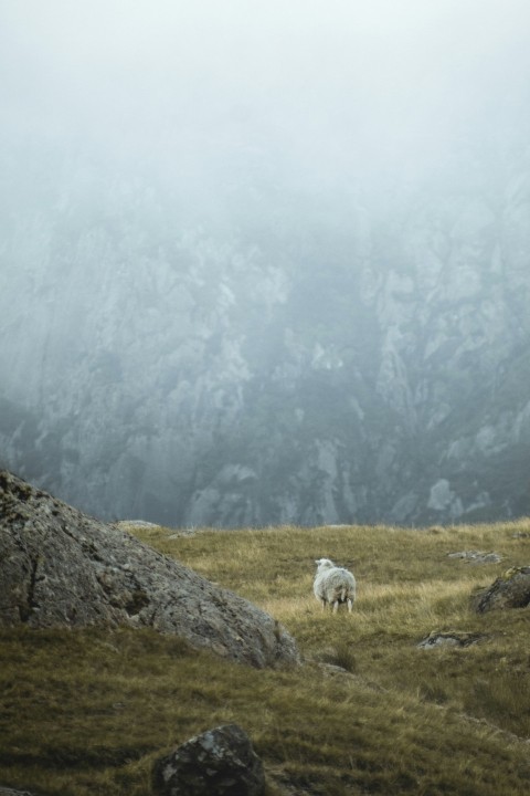 white sheep on green grass field during daytime