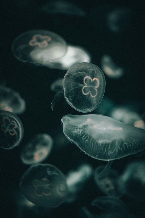 white jellyfish in water during daytime 7PMH