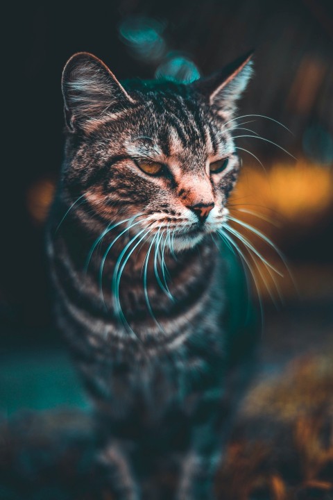 selective focus photography of gray tabby cat