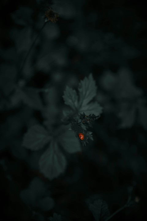 red ladybug on green leaf plant fR1Z4xN0