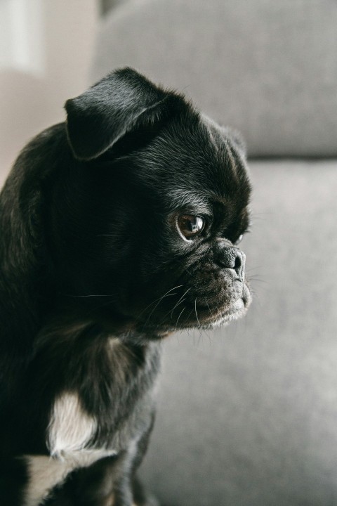 black pug puppy bObS