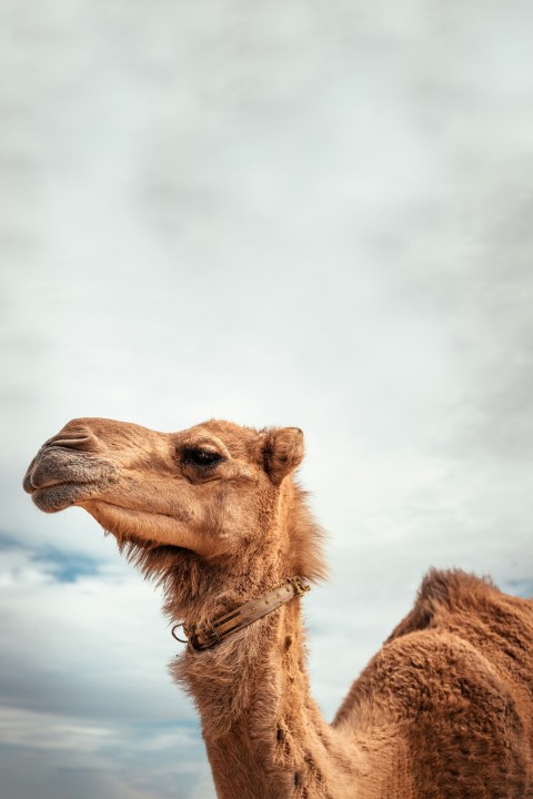 brown camel under white clouds during daytime