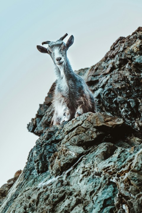 white and gray goat on rock formation at daytime