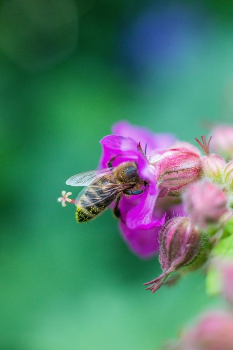 purple flower with bee on top