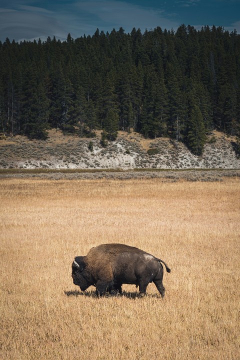 black bison on brown grass field during daytime