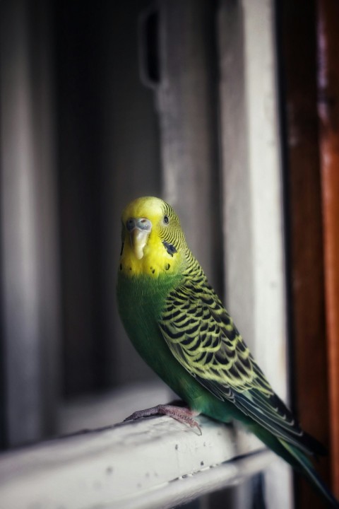 green and yellow bird on gray concrete surface C9