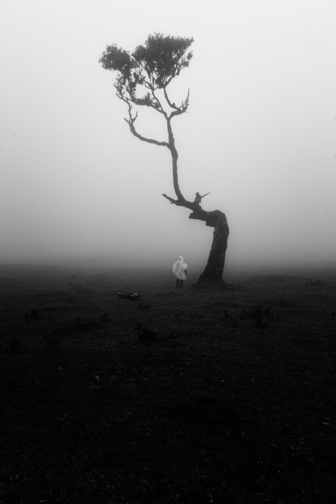 a lone tree in the middle of a foggy field