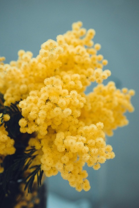 a close up of a flower