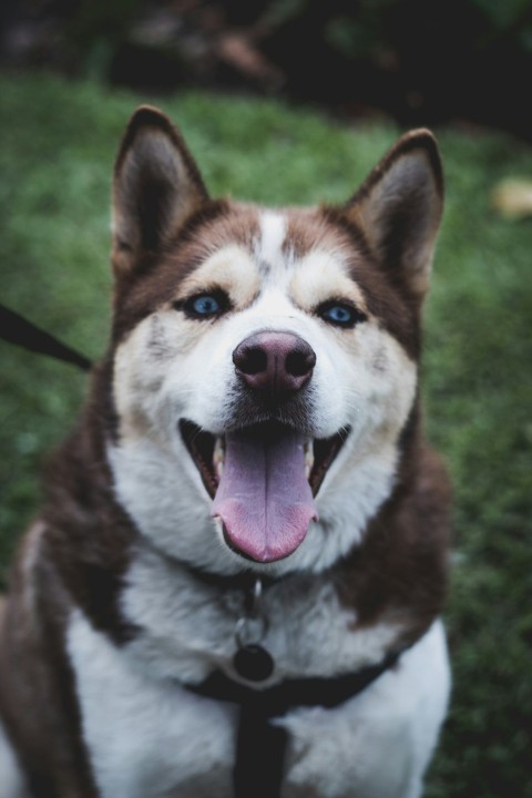 adult brown and white siberian husky during daytime