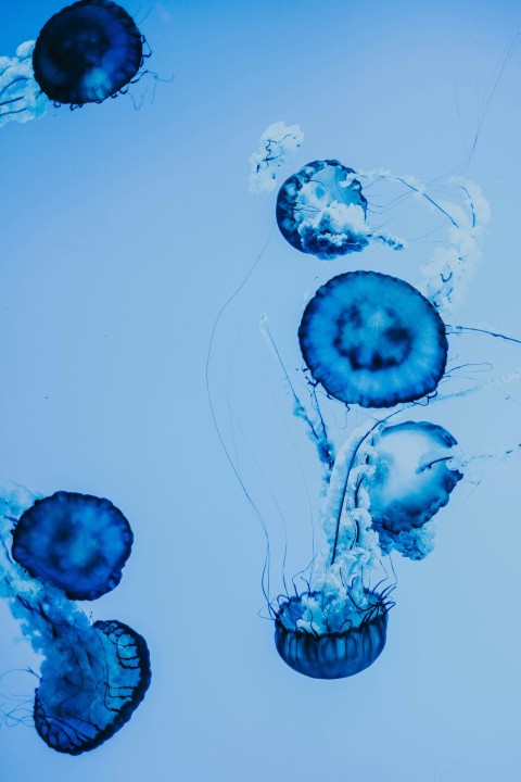 blue and white jellyfish on water 3QU