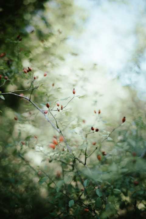 a close up of a tree with berries B0SM