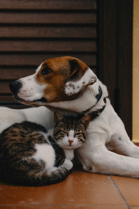 short coated white and brown puppy