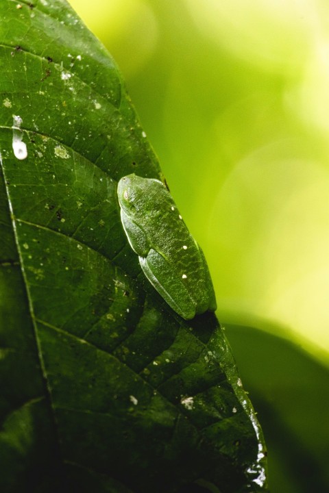 a green frog sitting on top of a green leaf zjpG