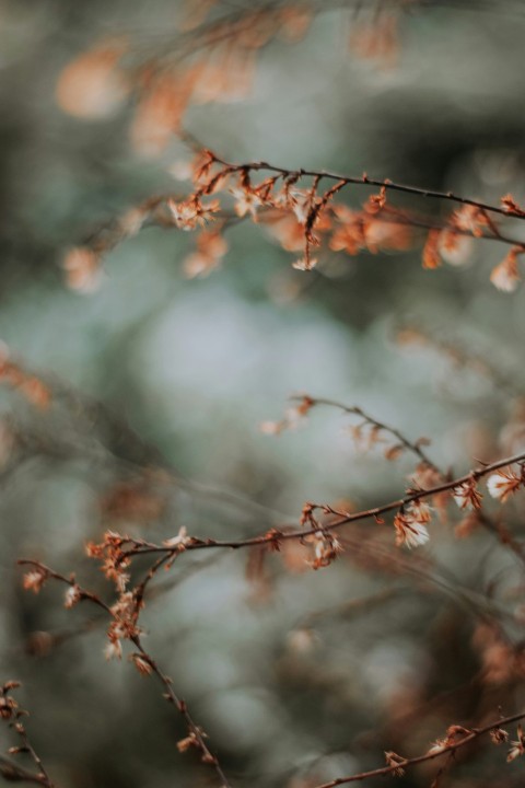 brown tree branch with water droplets