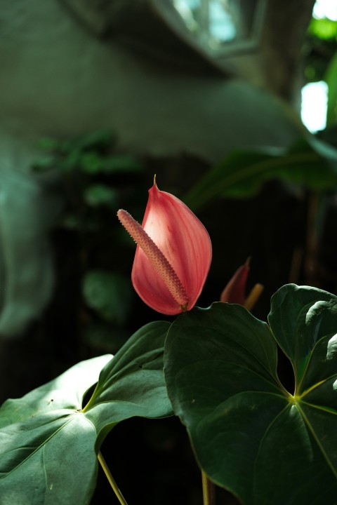 a flower that is sitting on a plant D6tFqLfX