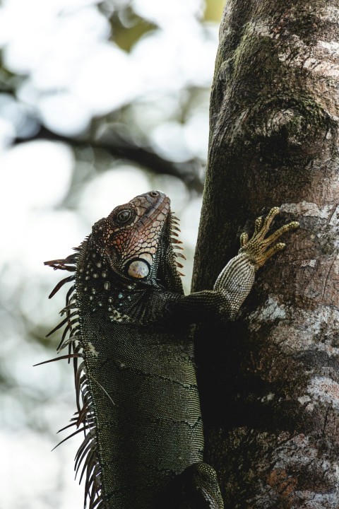 an iguana climbing up the side of a tree