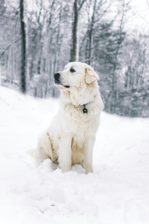 long coated white dog