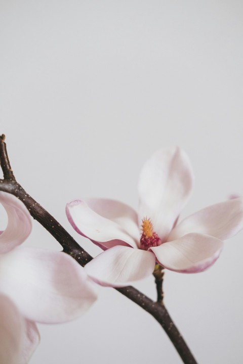 a close up of a flower on a tree branch Wk