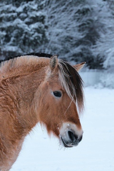 brown horse on snow covered ground during daytime