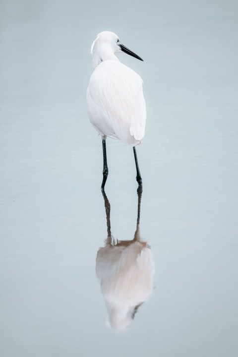 a white bird standing on top of a body of water