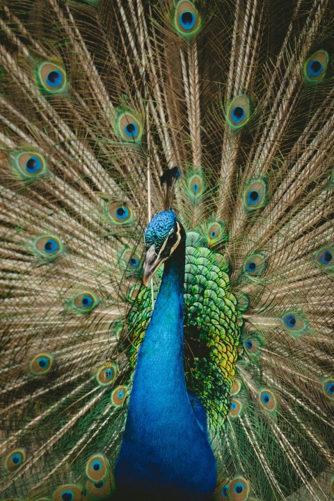 green and blue peacock spreading wings