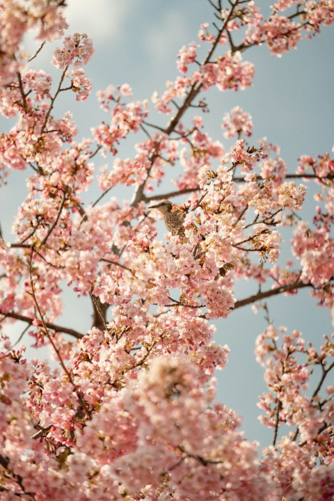 a bird sitting on a branch of a cherry blossom tree