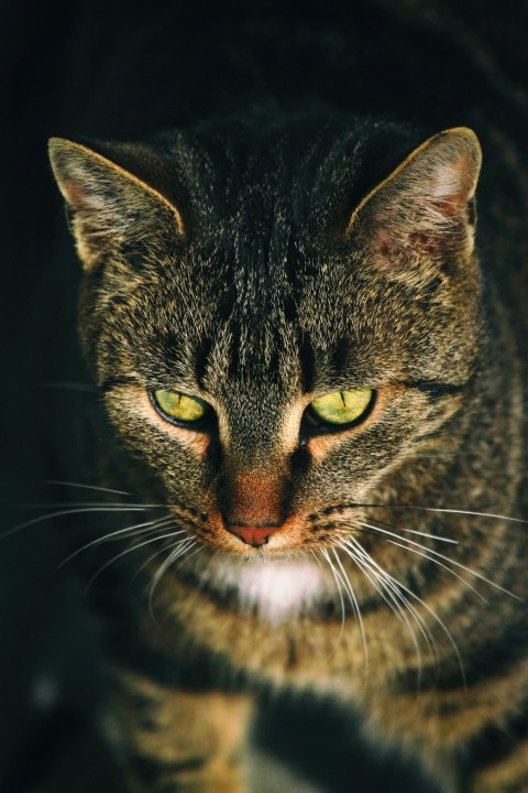 close up photography of gray tabby cat