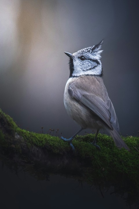 a bird sitting on top of a field