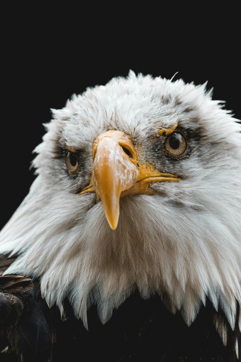 white and brown eagle head