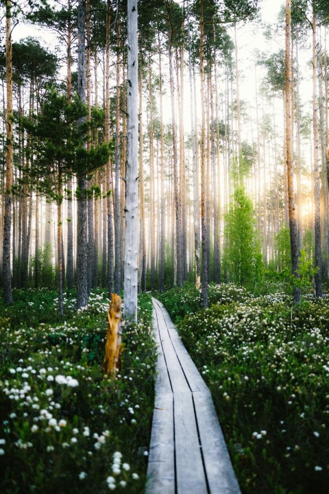 a wooden path through a forest with white flowers