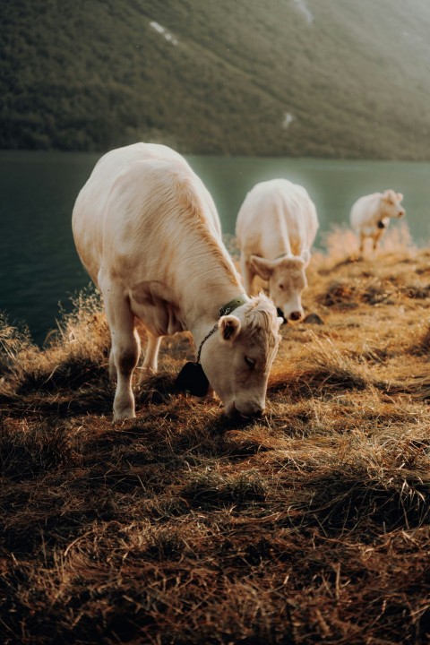 a group of sheep eating grass on a sunny day