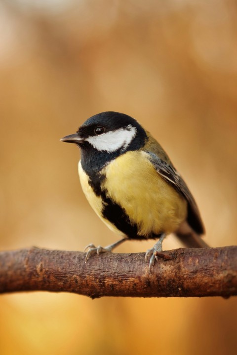 a small bird on a branch