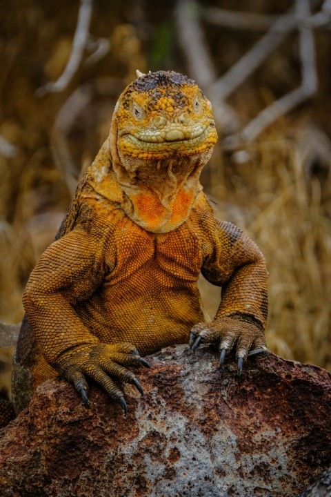 orange lizard on gray rock 83Un